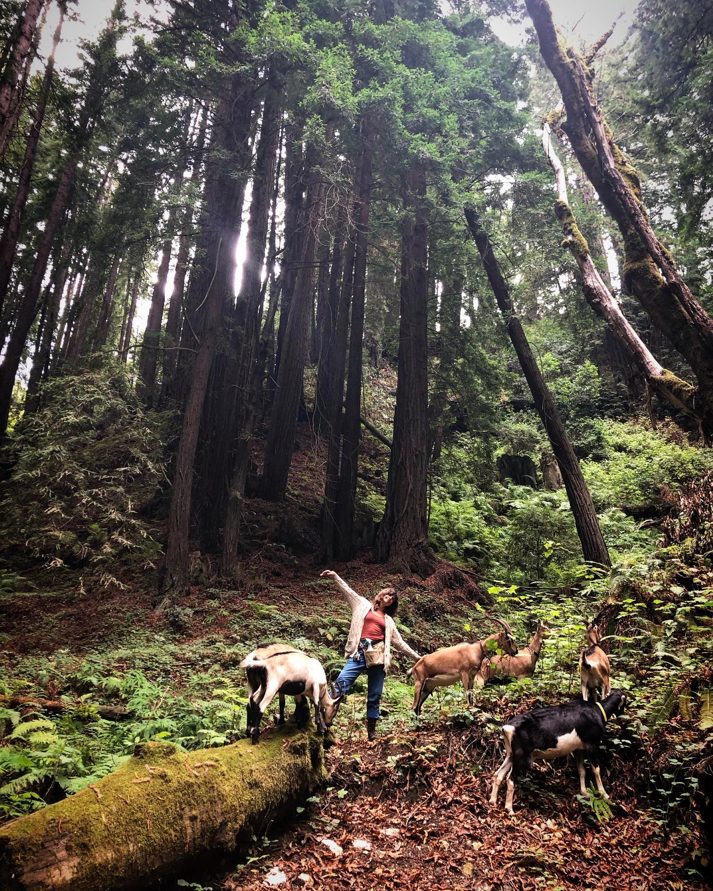 Shepherdess Billie with the goats in a redwood forest