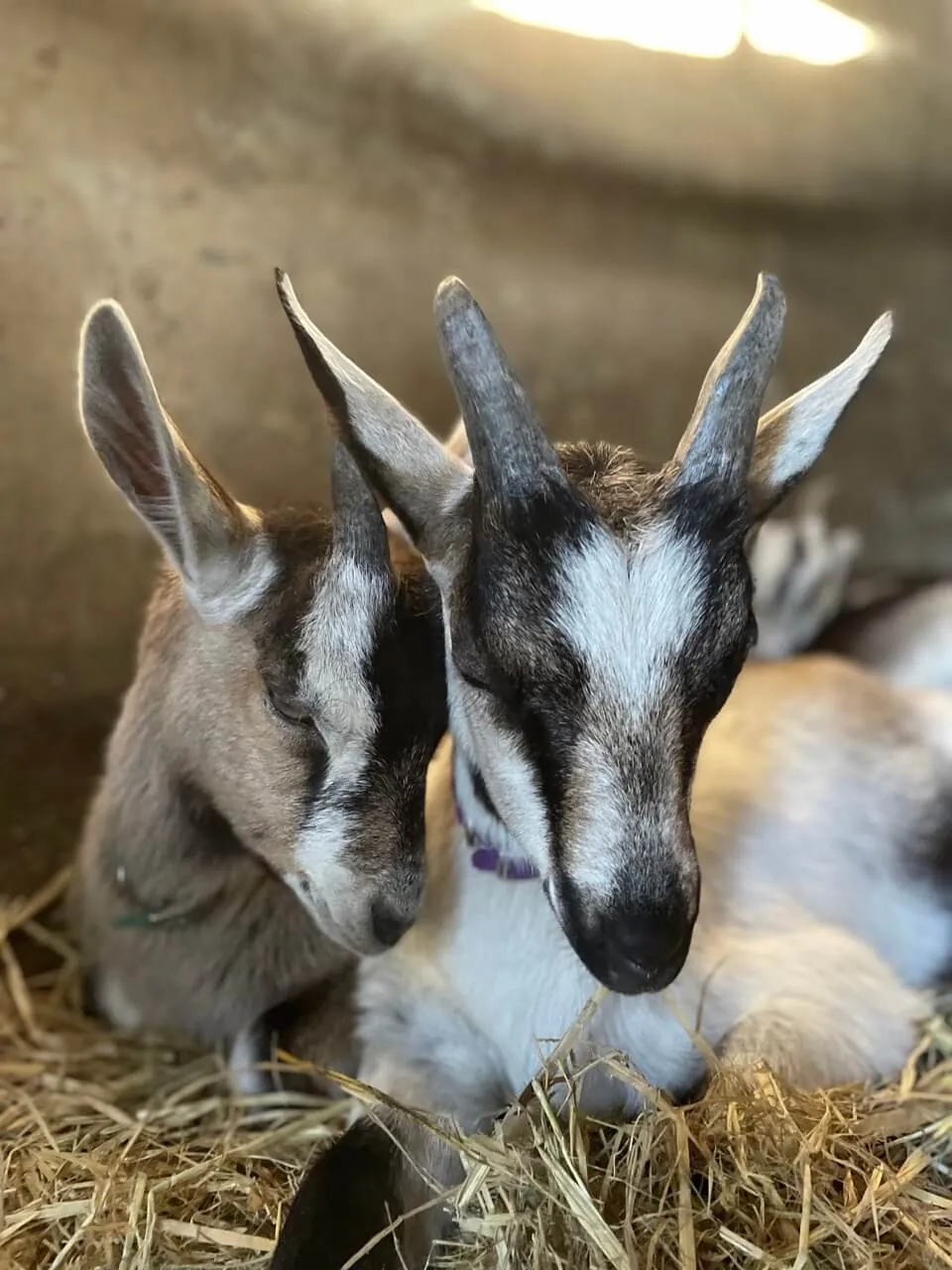 Two goats nestled together in straw