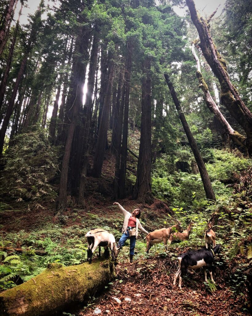 poison oak removal with goats